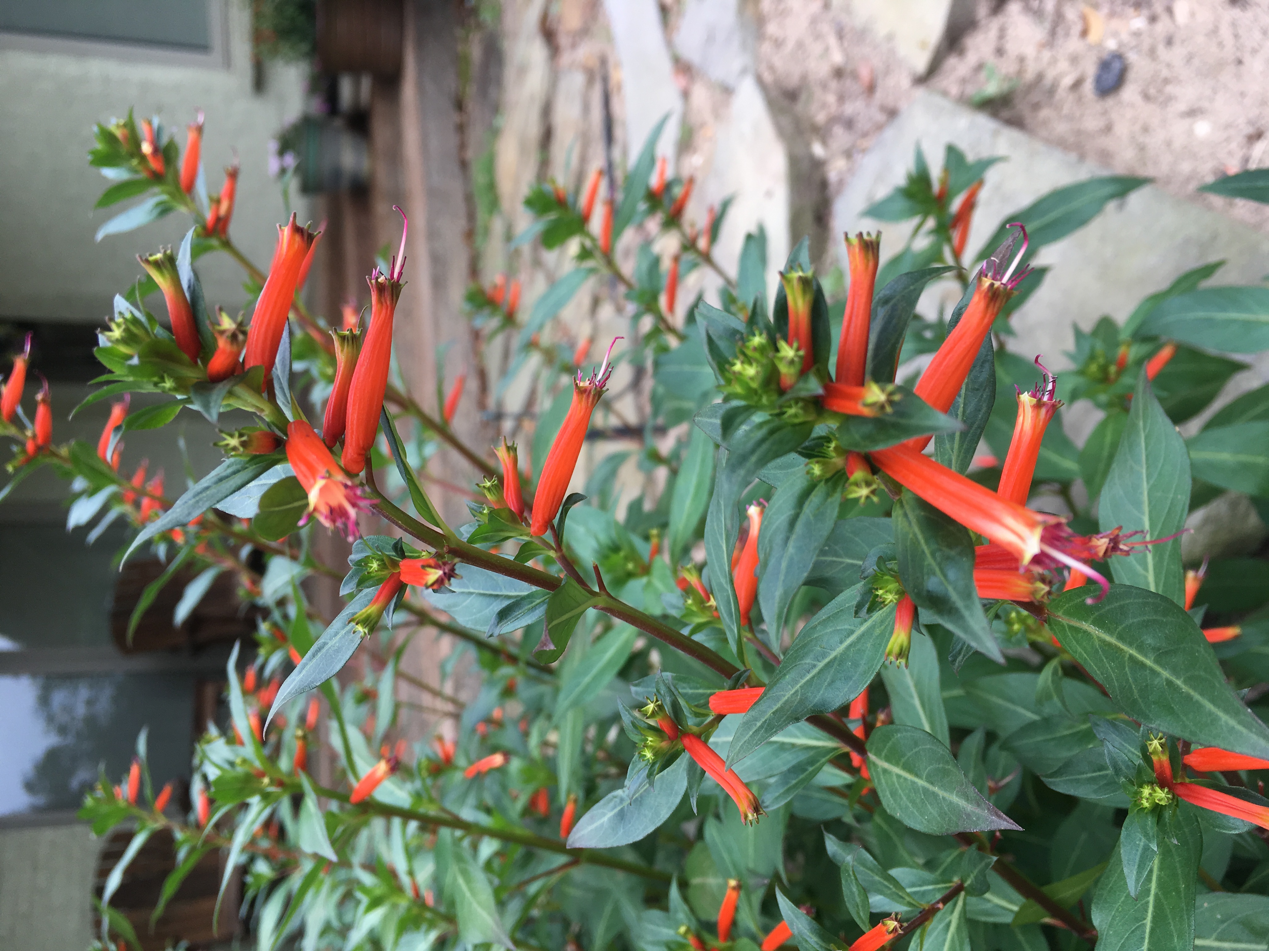 Louisiana Super Plants: Vermillionaire Cuphea